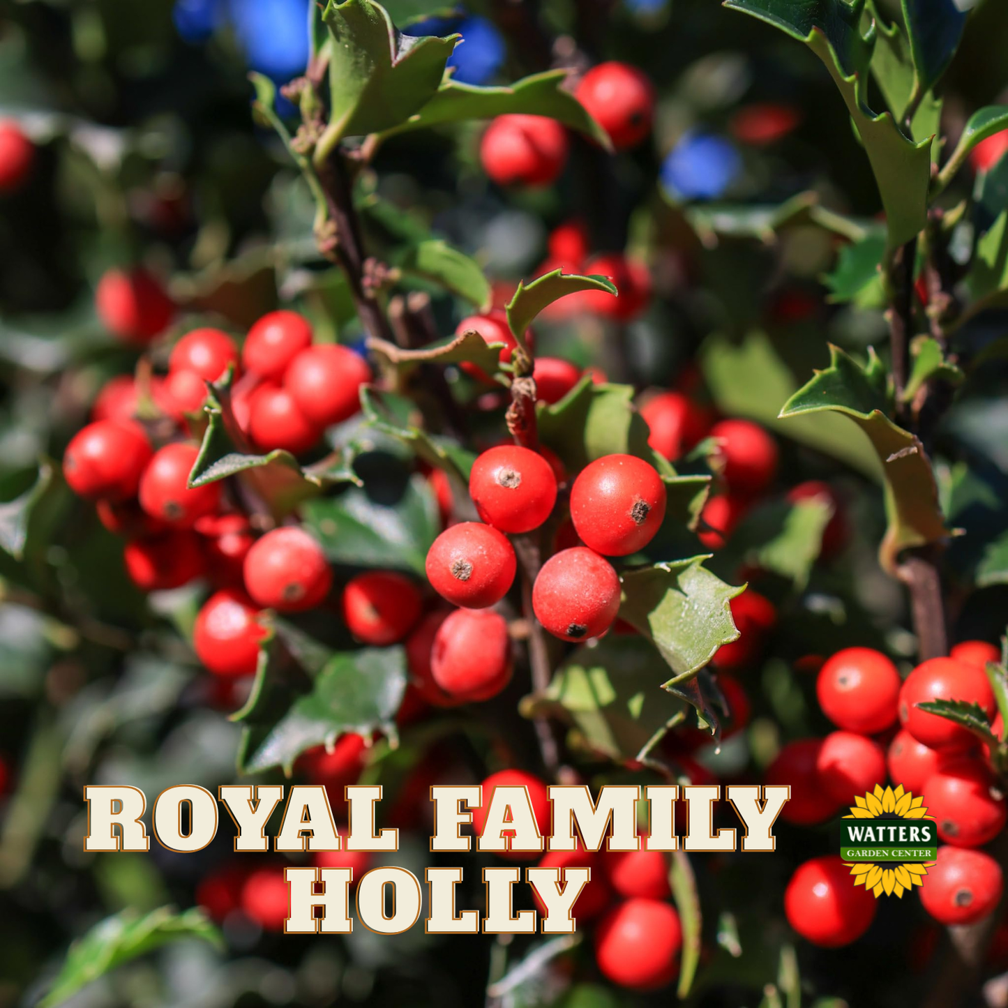 Royal Family Holly - 3 gal 15"