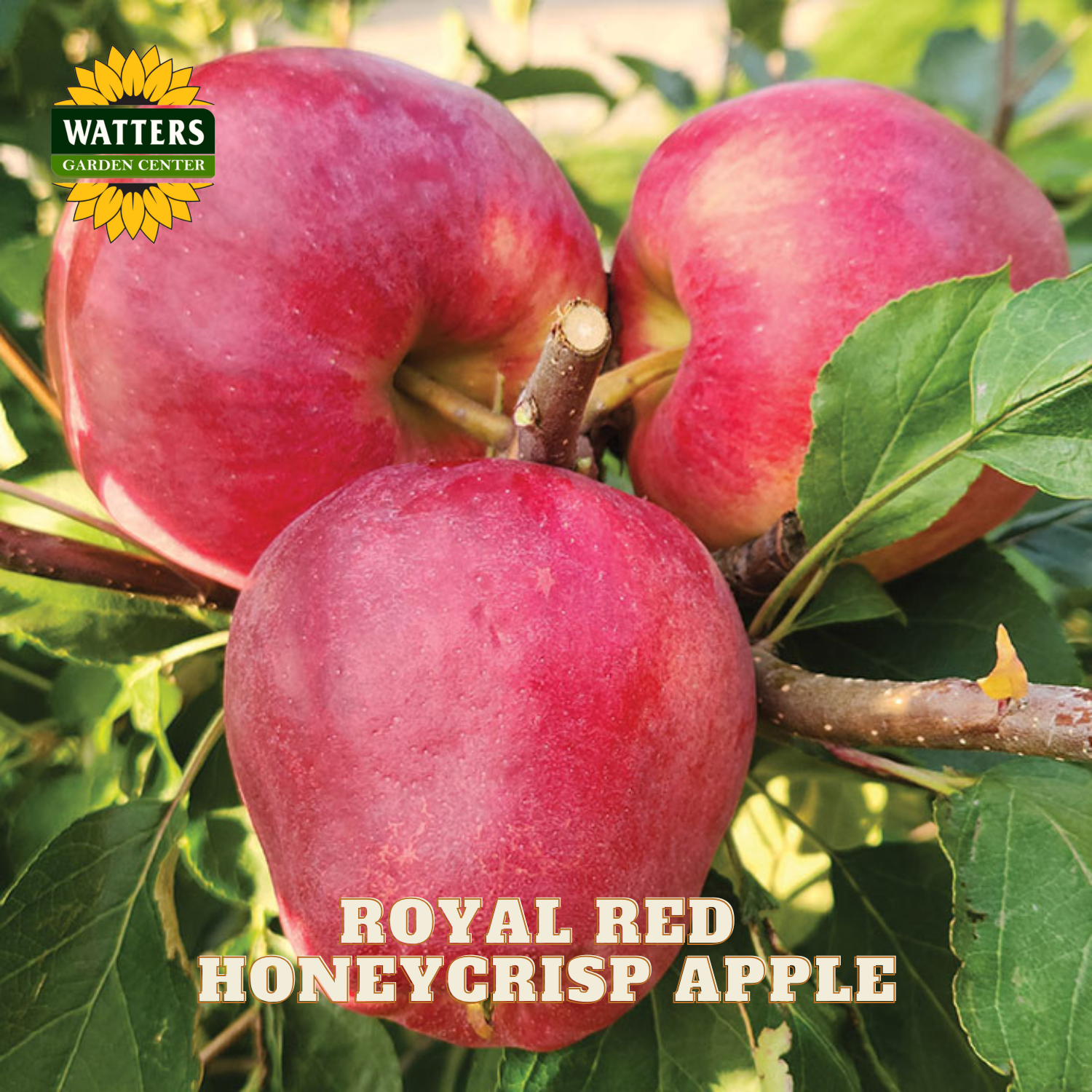 Royal Red Honeycrisp apples on a branch with Watters Garden Center logo.
