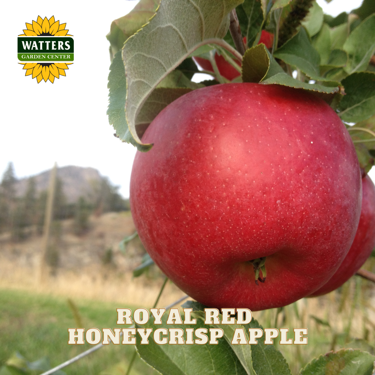 Royal Red Honeycrisp apple on a tree with Watters Garden Center logo.