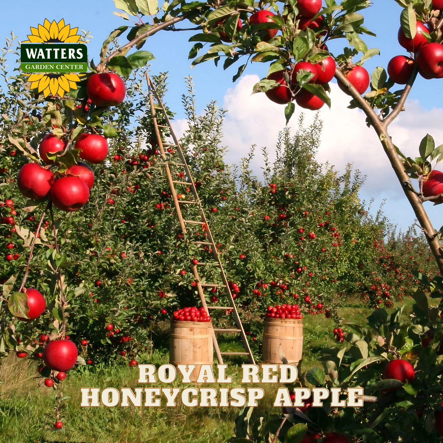 Apple orchard with 'Royal Red Honeycrisp Apple' and Watters Garden Center branding.