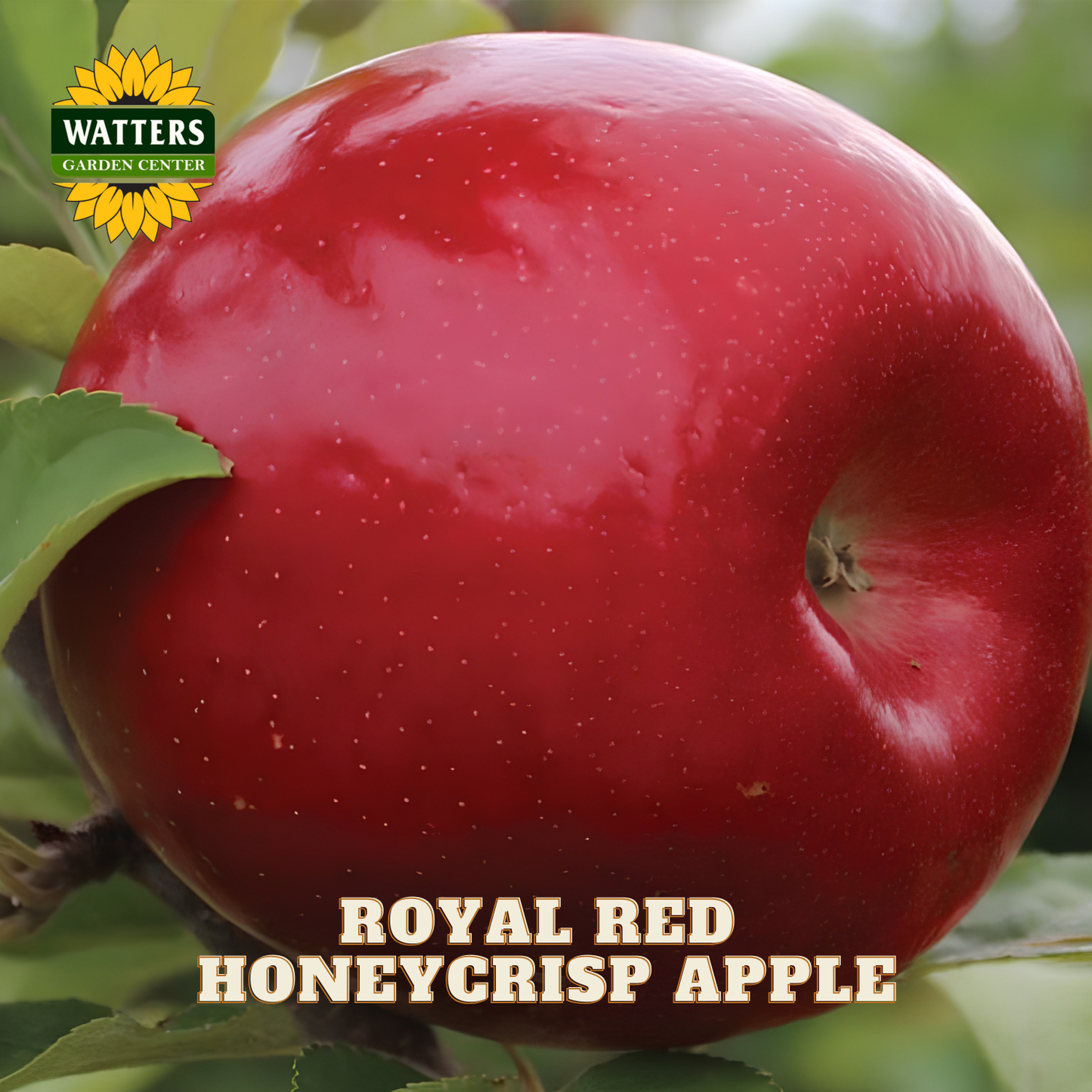 Royal Red Honeycrisp apple on a branch with Watters Garden Center logo.