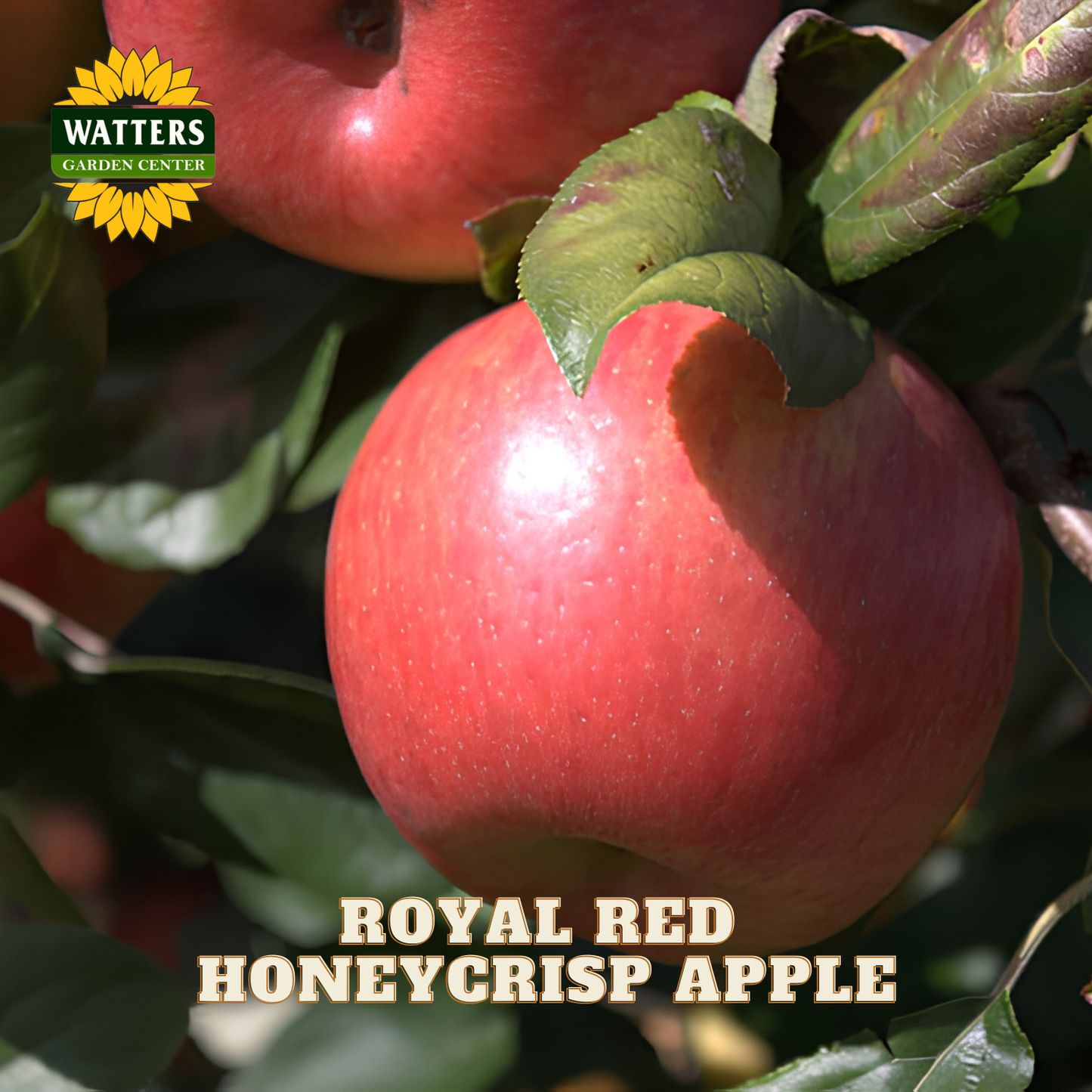 Royal Red Honeycrisp apple on a tree with Watters Garden Center branding.
