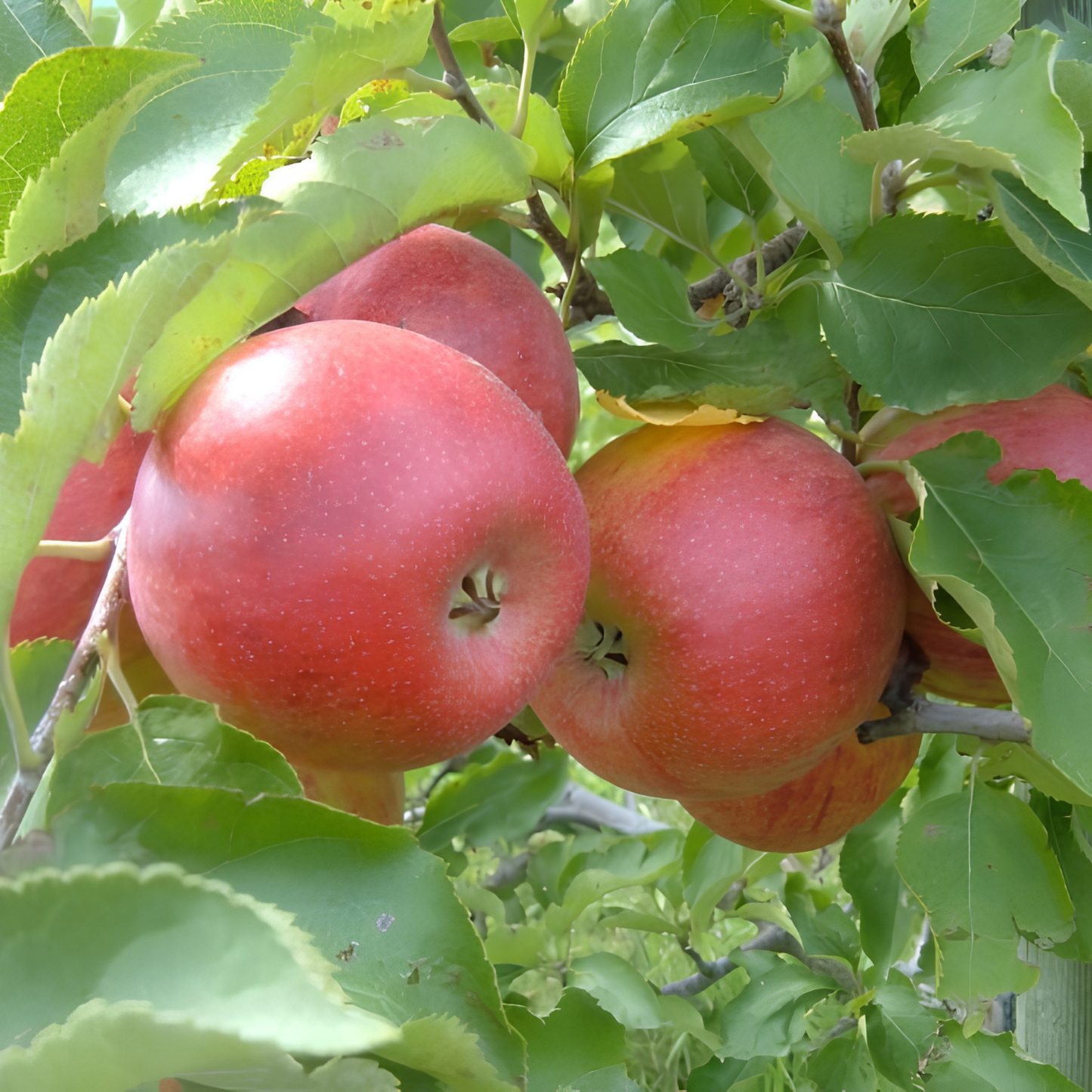 Red apples on a tree branch with green leaves