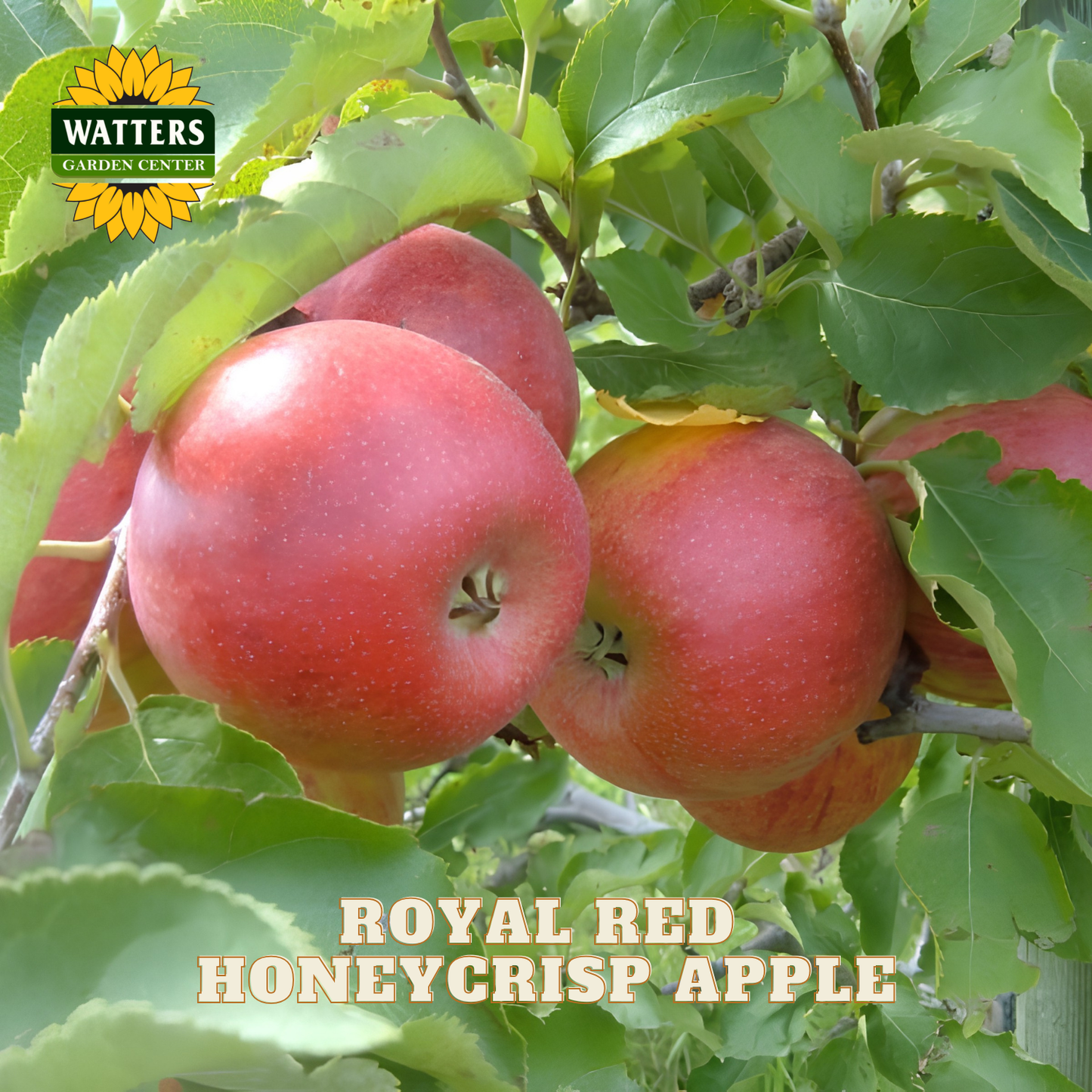 Royal Red Honeycrisp apples on a tree branch with Watters Garden Center logo.