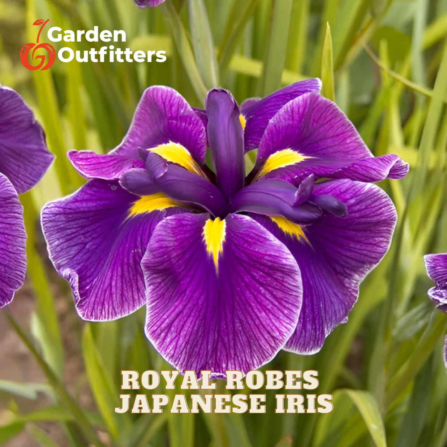 A close-up of a purple Japanese iris flower with yellow accents, growing among green leaves. The Garden Outfitters logo appears in the top left, and the text 'ROYAL-ROBES JAPANESE IRIS' appears at the bottom.