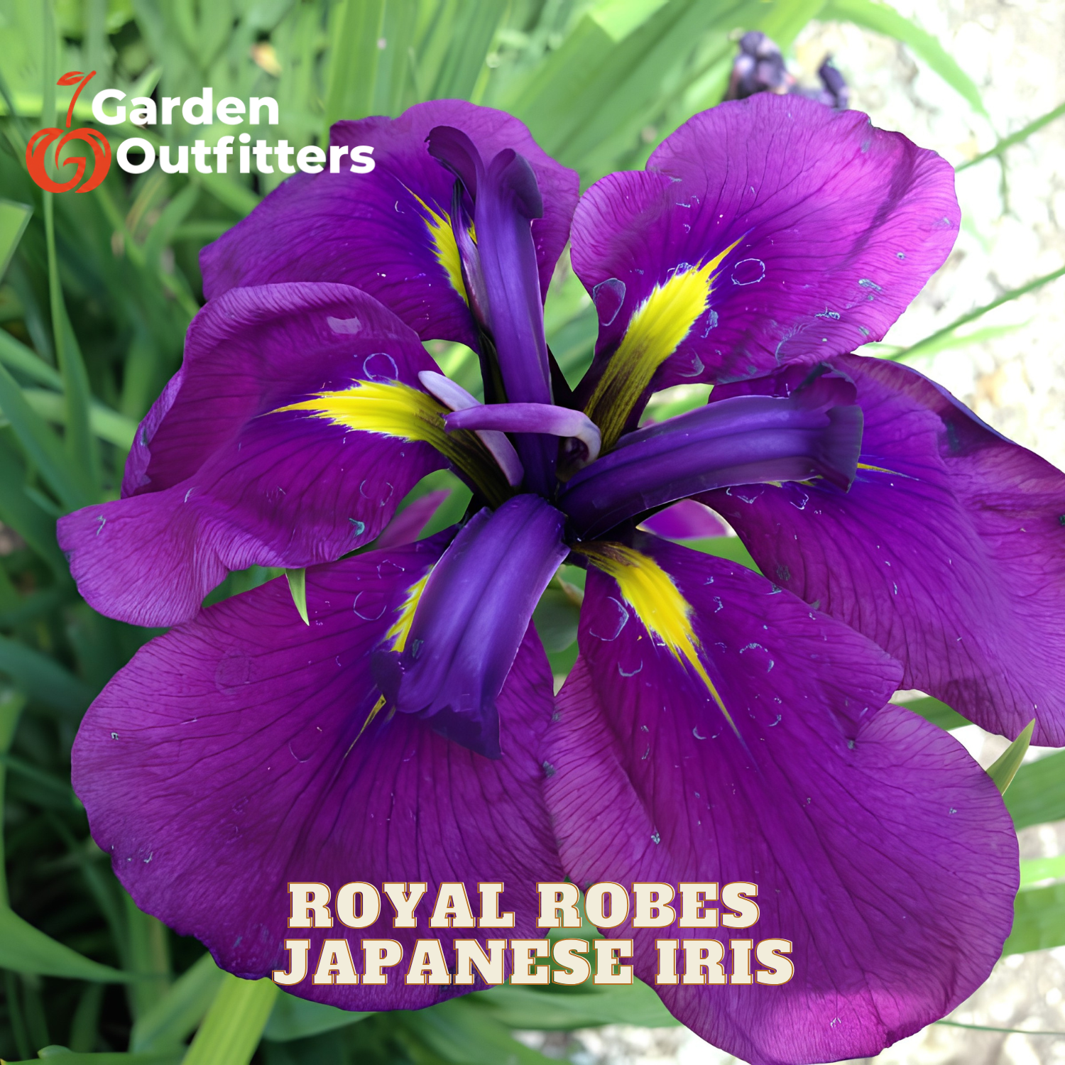 A close-up of a single purple Japanese iris flower with bright yellow accents and water droplets, set against green foliage. The text 'ROYAL ROBES JAPANESE IRIS' appears at the bottom, and the Garden Outfitters logo is in the top left corner.