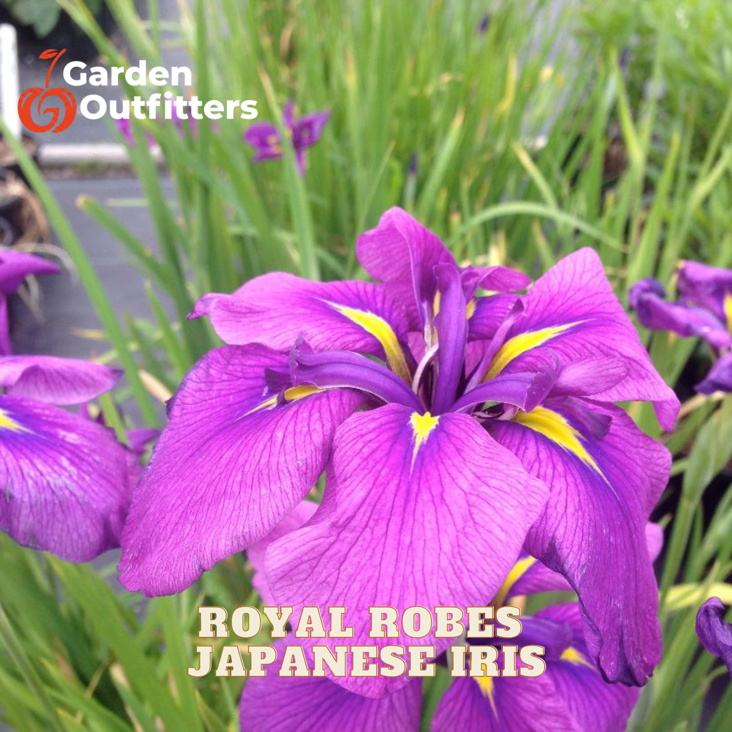 A close-up of a purple Japanese iris flower with yellow accents, surrounded by green foliage. The text 'Royal Robes Japanese Iris' is overlaid at the bottom, and the 'Garden Outfitters' logo is in the top left corner.