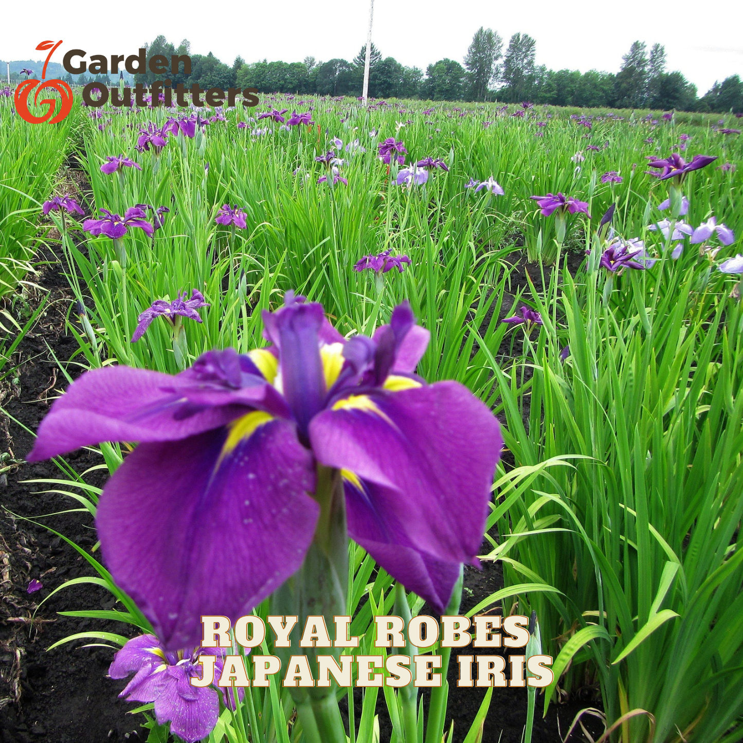 A close-up of a purple Japanese iris flower with yellow accents in a field of green foliage, with text reading 'ROYAL ROBES JAPANESE IRIS' and a Garden Outfitters logo.