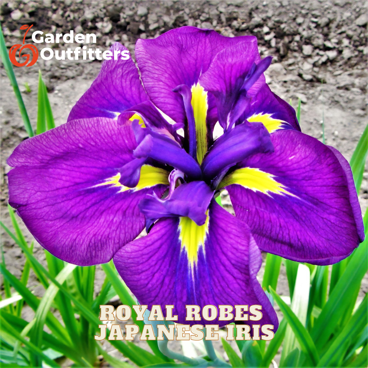 A close-up of a purple Japanese iris flower with bright yellow and white markings, growing among green leaves in soil. The text 'Royal Robes Japanese Iris' is overlaid at the bottom, and the 'Garden Outfitters' logo appears in the top left corner.