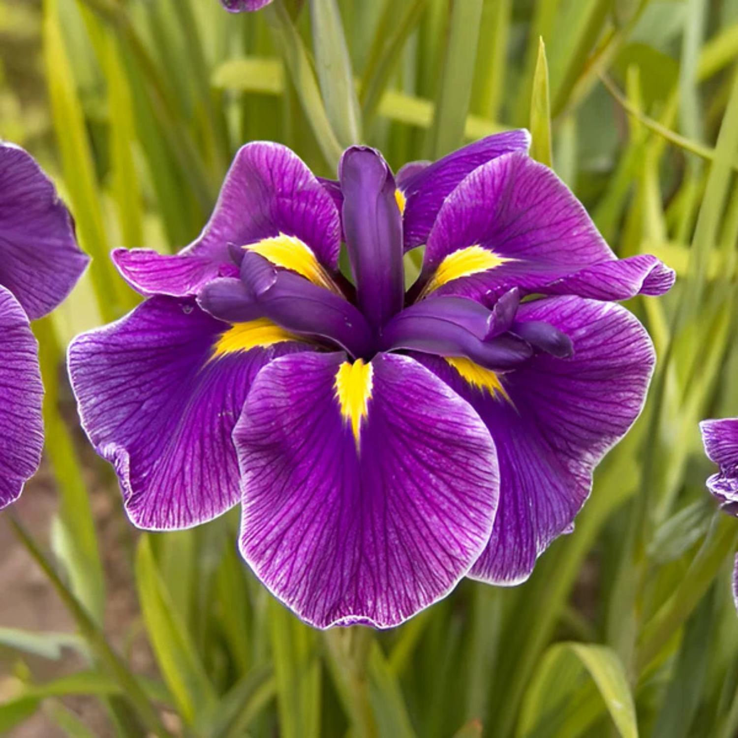 A close-up of a purple iris flower with bright yellow accents and white-edged petals, surrounded by green leaves and stems.