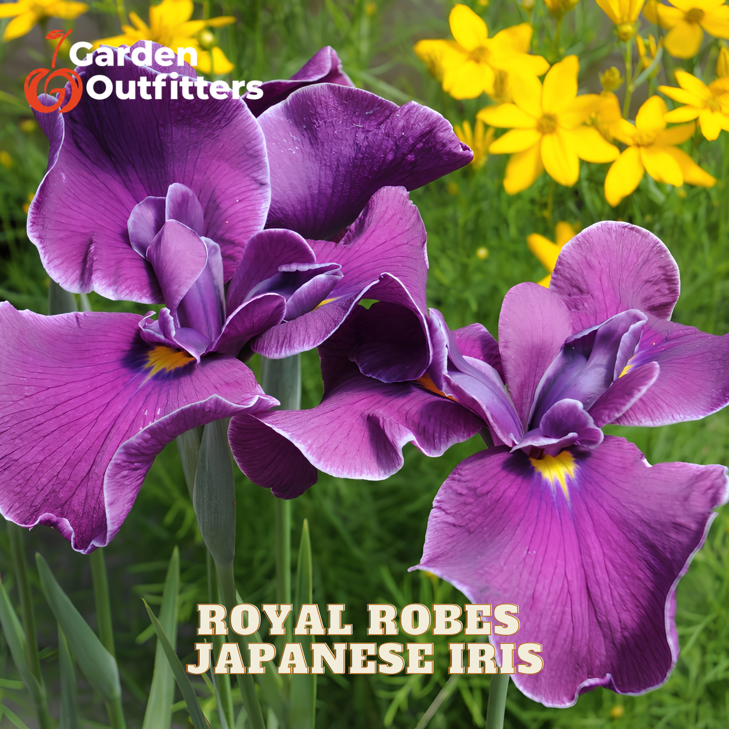 Purple Japanese iris flowers with yellow centers in a garden setting, with the text 'ROYAL ROBES JAPANESE IRIS' and a 'Garden Outfitters' logo.