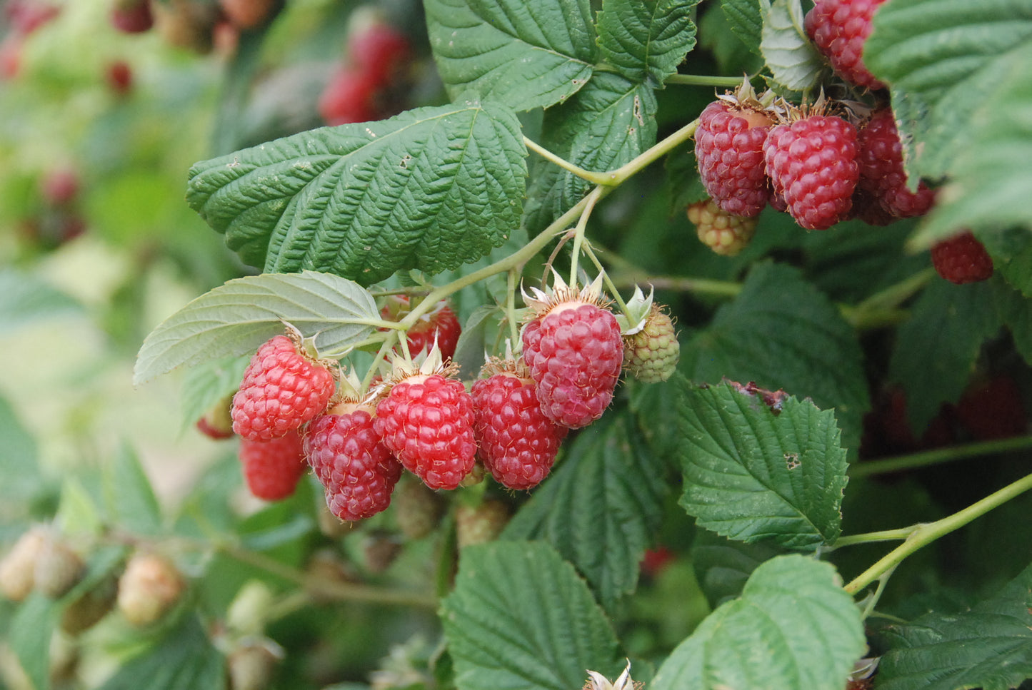 CANBY RED RASPBERRY 2gal