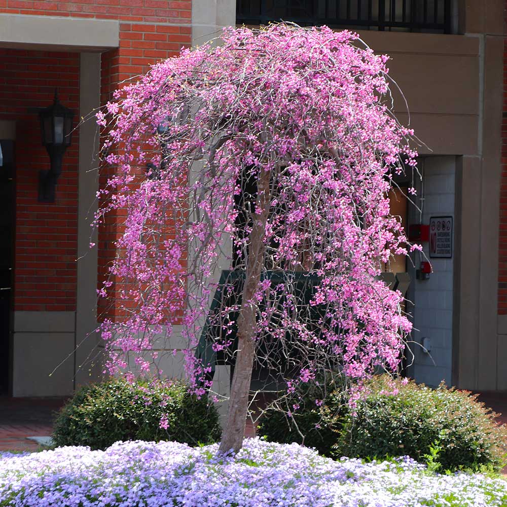 RUBY FALLS WEEPING REDBUD TREE 5gal