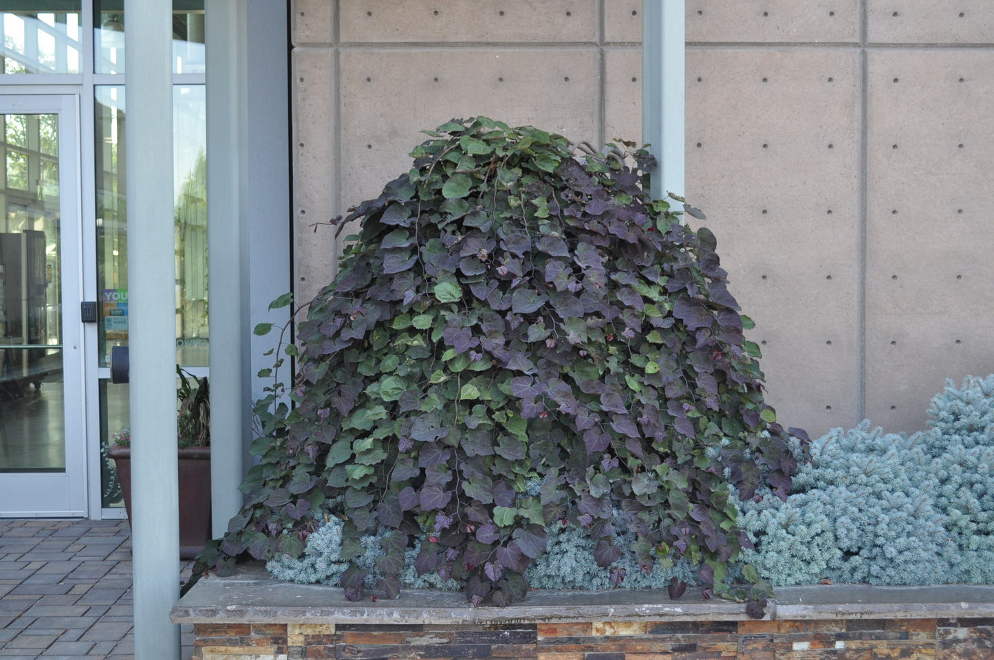 RUBY FALLS WEEPING REDBUD TREE 5gal