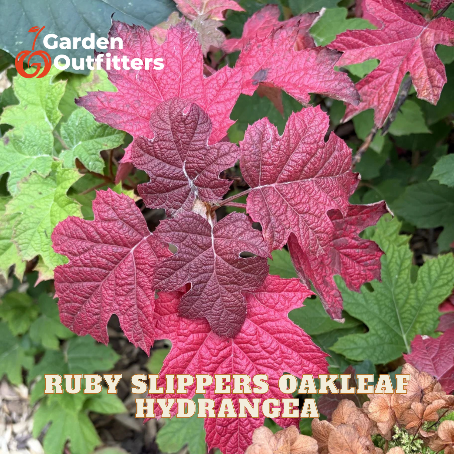Ruby Slippers Oakleaf Hydrangea plant with vibrant red and burgundy leaves, shown in a garden setting with green foliage. Features a Garden Outfitters logo in the top left and text overlay at the bottom.