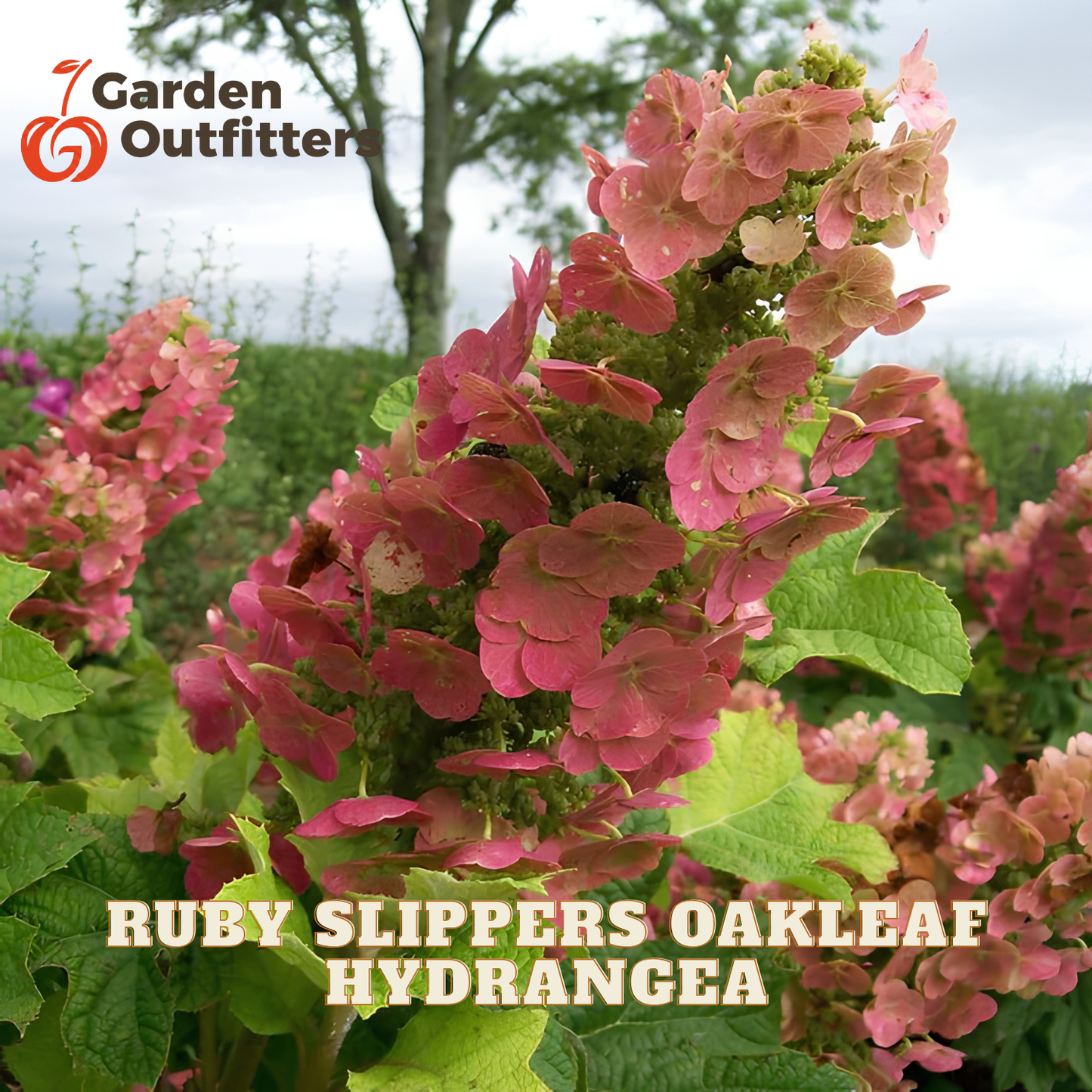 Pink hydrangea flowers with green leaves in an outdoor garden setting, with 'Garden Outfitter' logo in the top left and 'RUBY SLIPPERS OAKLEAF HYDRANGEA' text overlay at the bottom.