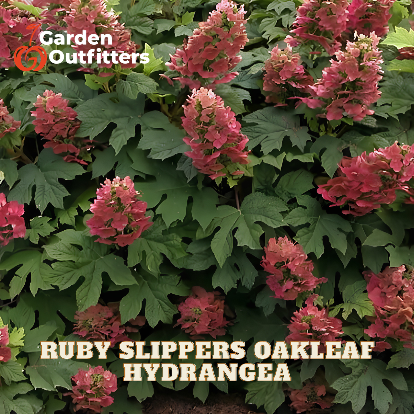 Ruby Slippers Oakleaf Hydrangea plant with clusters of pink flowers and large green leaves, featuring 'Garden Outfitters' and 'RUBY SLIPPERS OAKLEAF HYDRANGEA' text overlays.