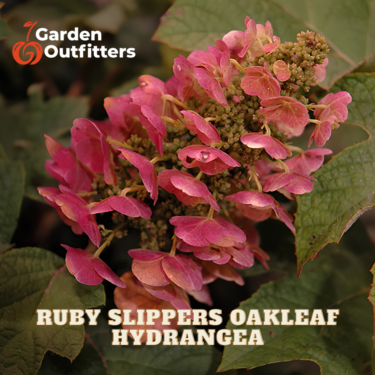 A close-up of pink hydrangea flower clusters with green leaves, with the text 'Garden Outfitters' and 'RUBY SLIPPERS OAKLEAF HYDRANGEA' overlaid on the image.