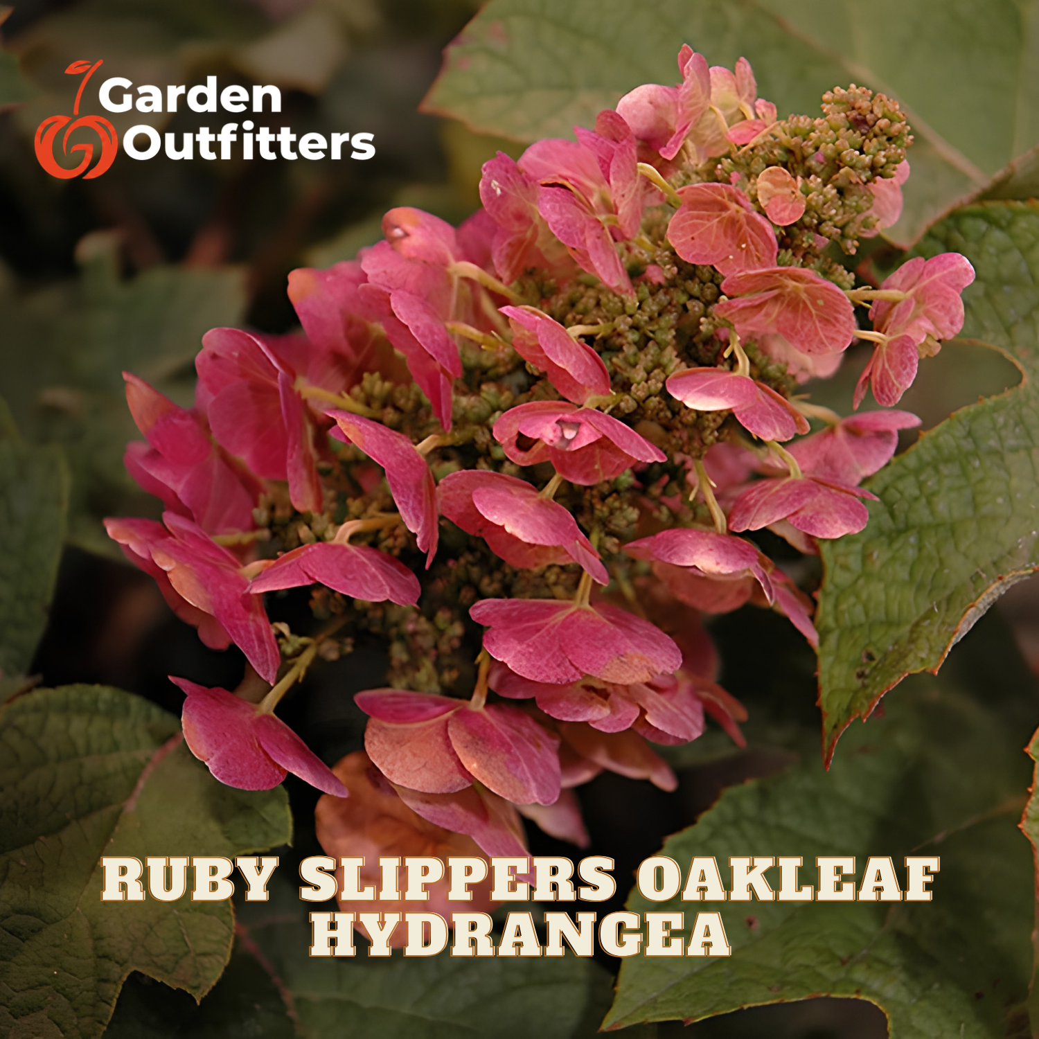 A close-up of pink hydrangea flower clusters with green leaves, with the text 'Garden Outfitters' and 'RUBY SLIPPERS OAKLEAF HYDRANGEA' overlaid on the image.