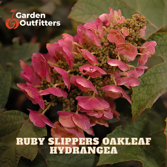 A close-up of pink hydrangea flower clusters with green leaves, with the text 'Garden Outfitters' and 'RUBY SLIPPERS OAKLEAF HYDRANGEA' overlaid on the image.