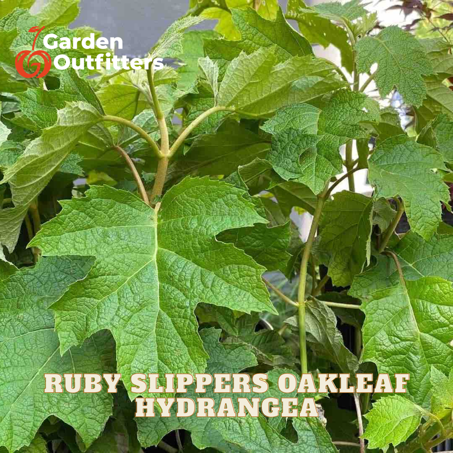A close-up of a green hydrangea plant with large, textured leaves, featuring a Garden Outfitters logo in the top-left corner and text reading 'RUBY SLIPPERS OAKLEAF HYDRANGEA' at the bottom.