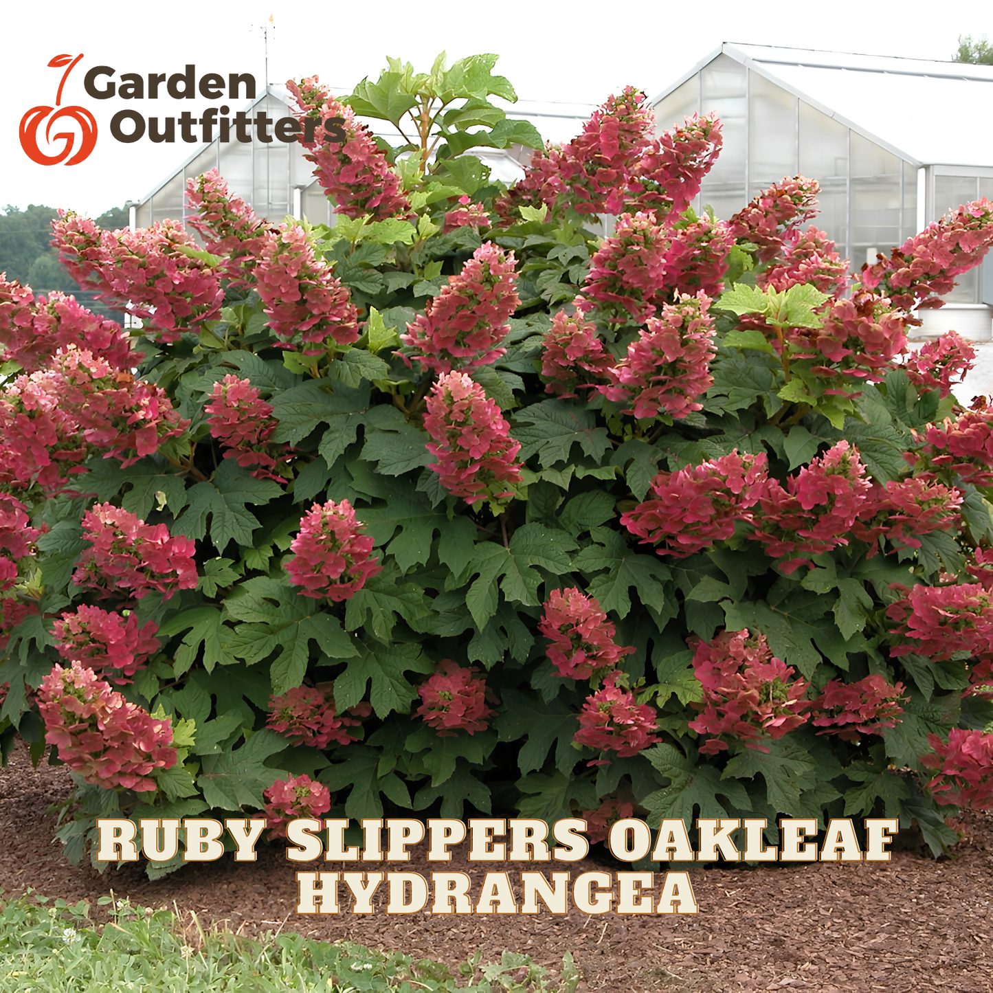 A large hydrangea bush with green leaves and clusters of pinkish-red flowers, shown outdoors in a garden setting with a greenhouse in the background. Text at the top left reads Garden Outfitters, and text at the bottom reads Ruby Slippers Oakleaf Hydrangea.