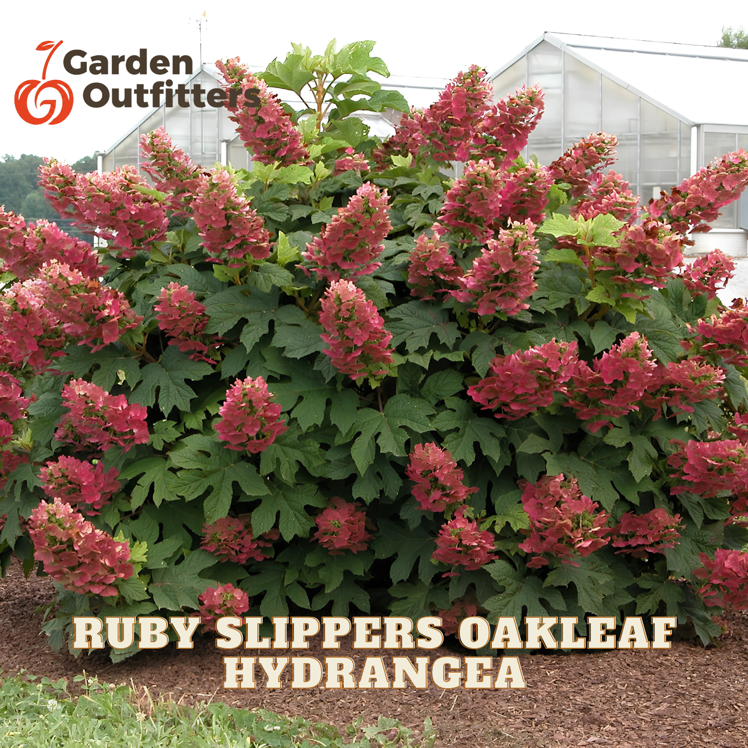 A large hydrangea bush with green leaves and clusters of pinkish-red flowers, shown outdoors in a garden setting with a greenhouse in the background. Text at the top left reads Garden Outfitters, and text at the bottom reads Ruby Slippers Oakleaf Hydrangea.