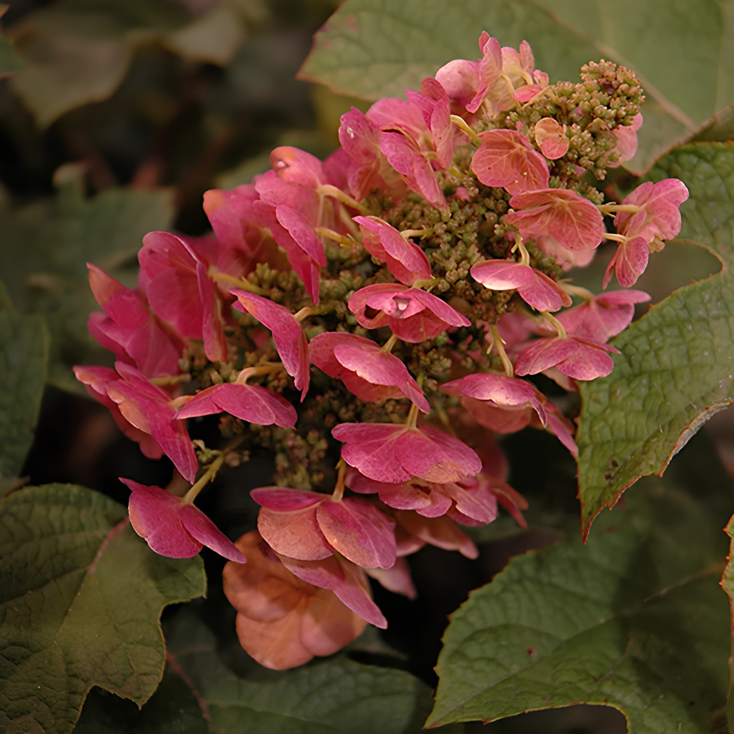 A close-up of pink hydrangea flower heads with green buds and dark green leaves in the background.