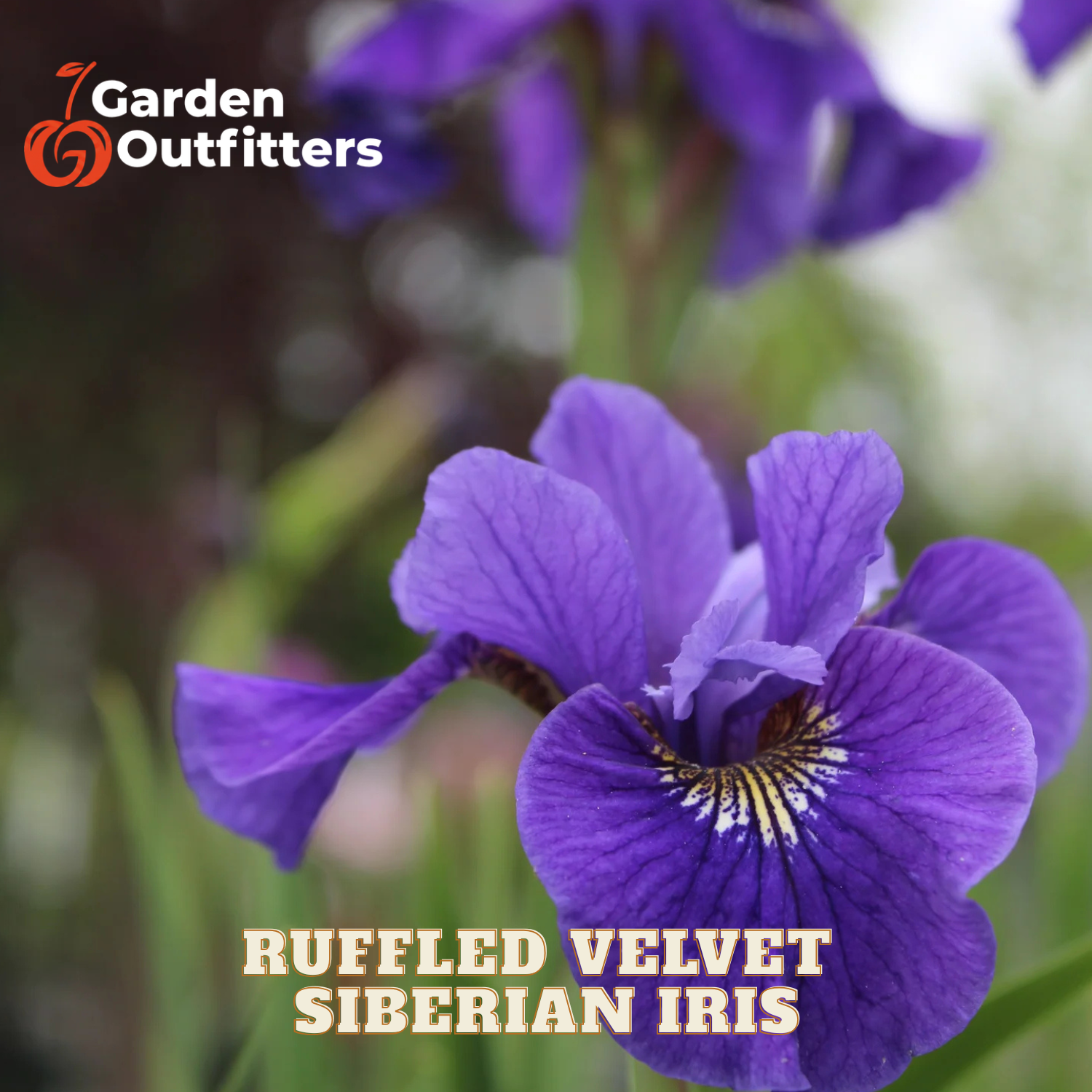 A close-up of a purple ruffled Siberian iris flower with green foliage in the background, featuring the Garden Outfitters logo in the top-left corner and the text 'RUFFLED VELVET SIBERIAN IRIS' at the bottom.