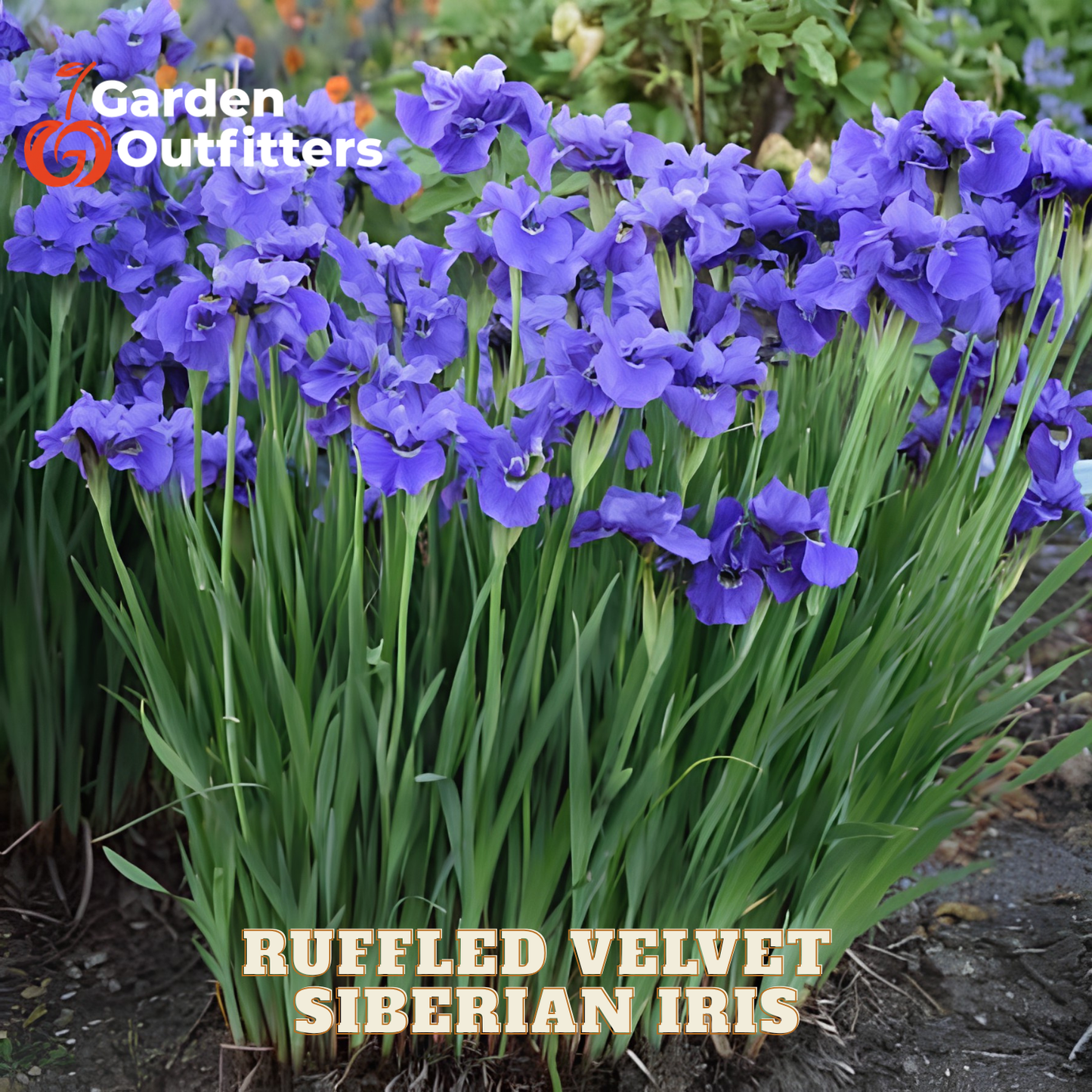 A dense cluster of blooming Siberian iris flowers in vivid purple-blue tones with long green leaves, photographed in a garden setting. Text overlays read 'Garden Outfitters' and 'RUFFLED VELVET SIBERIAN IRIS'.