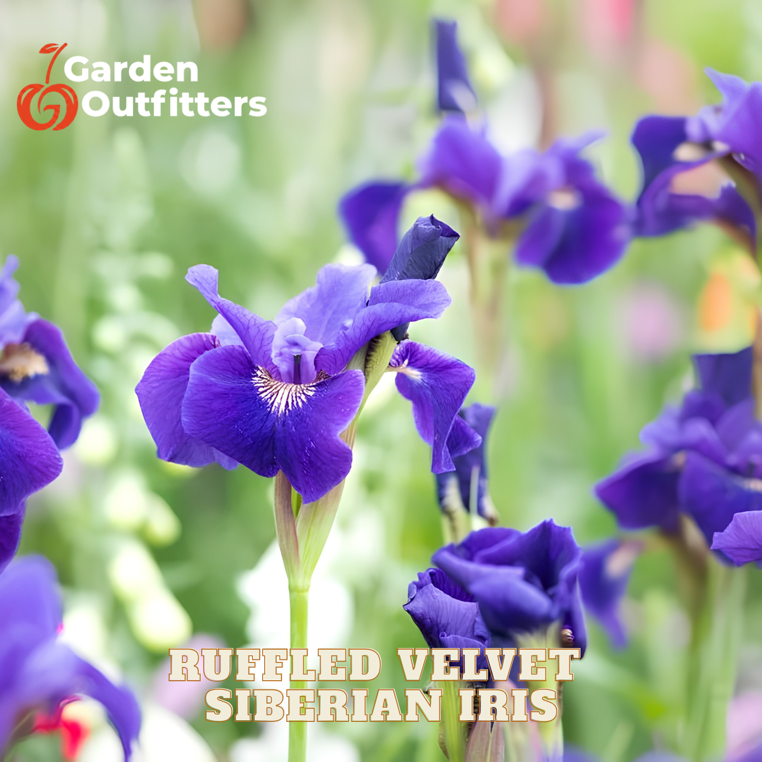 A close-up of a blooming Siberian iris flower in vivid purple-blue tones, with other blurred flowers and green foliage in the background. The text 'Ruffled Velvet Siberian Iris' appears at the bottom, and the Garden Outfitters logo appears in the top-left corner.