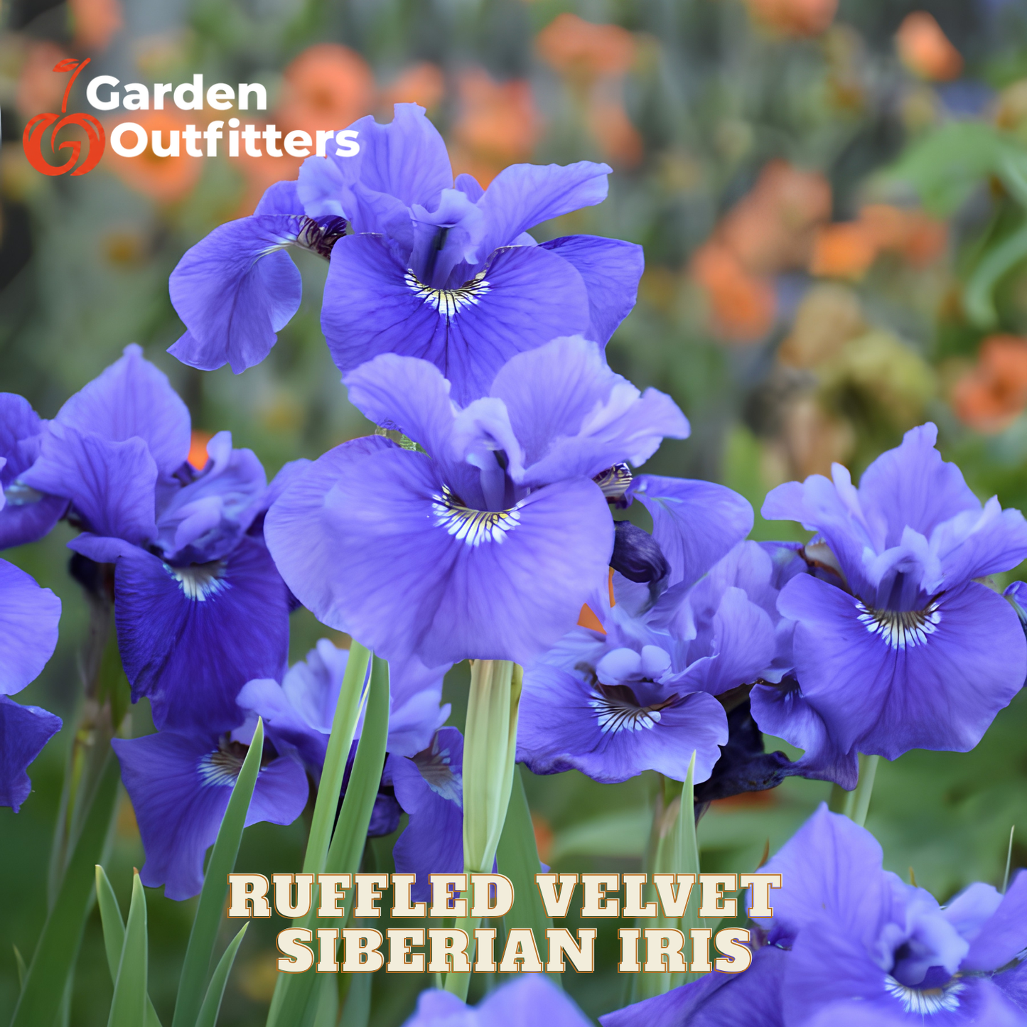 Blooming blue-violet ruffled Siberian iris flowers in a garden setting, with the text 'Ruffled Velvet Siberian Iris' and a Garden Outfitters logo overlaid on the image.