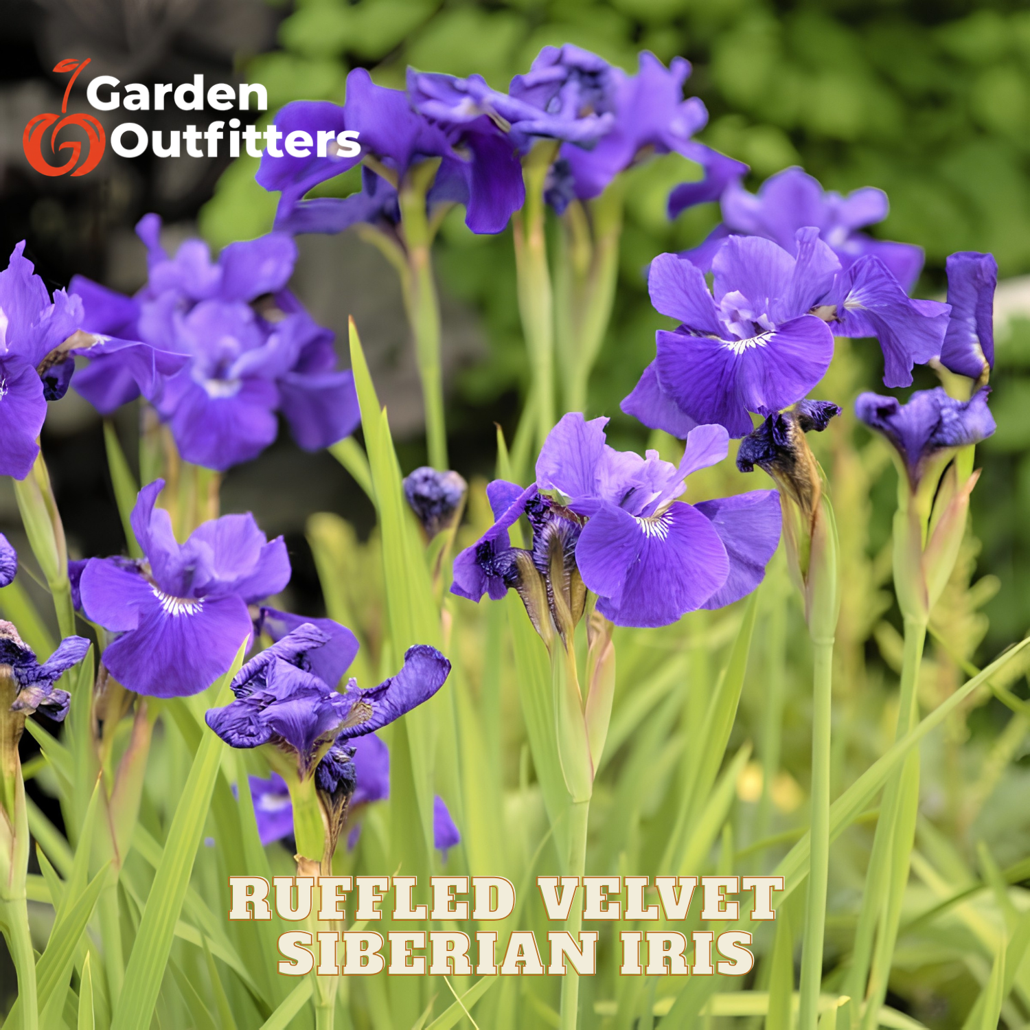 Purple ruffled Siberian iris flowers with green leaves, shown in a garden-style close-up with the text 'Ruffled Velvet Siberian Iris' and a Garden Outfitters logo.