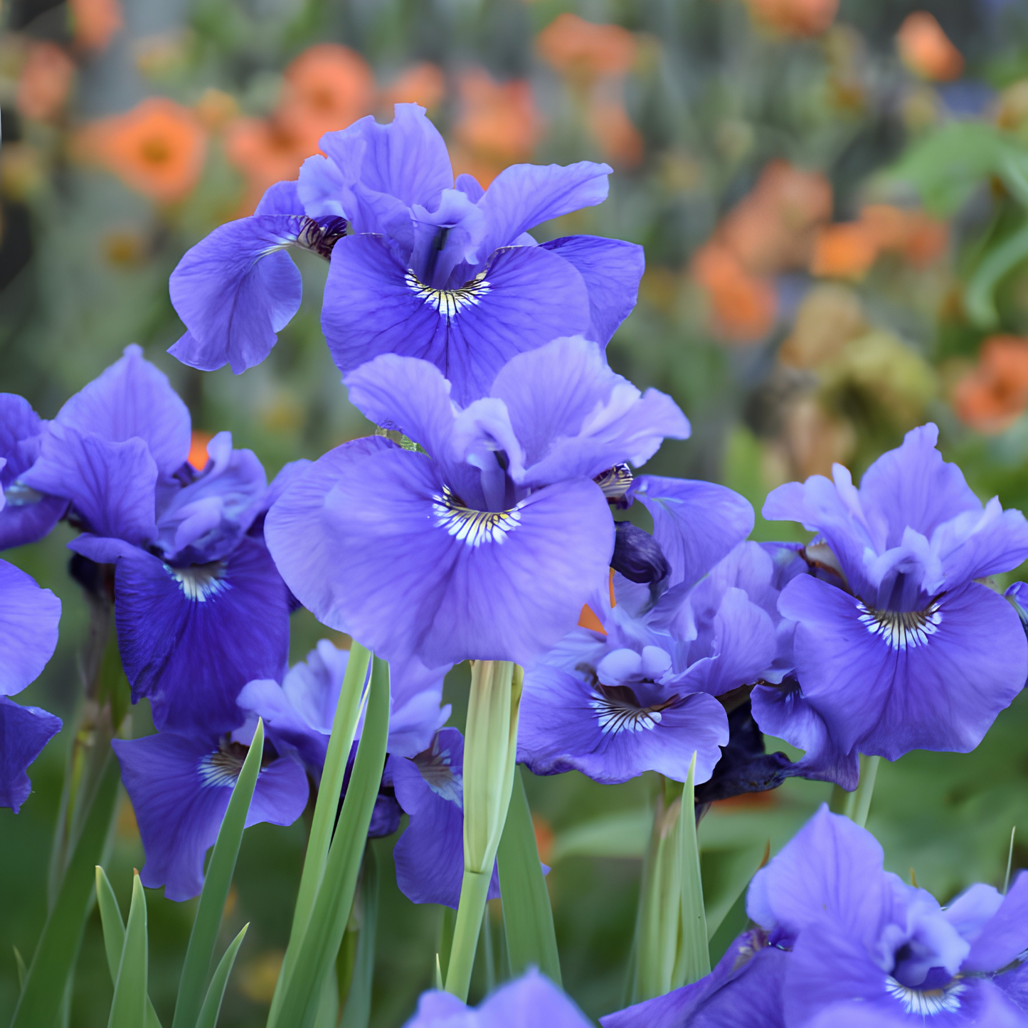 A close-up of vibrant blue-purple iris flowers with green stems, set against a soft-focus garden background with orange flowers.