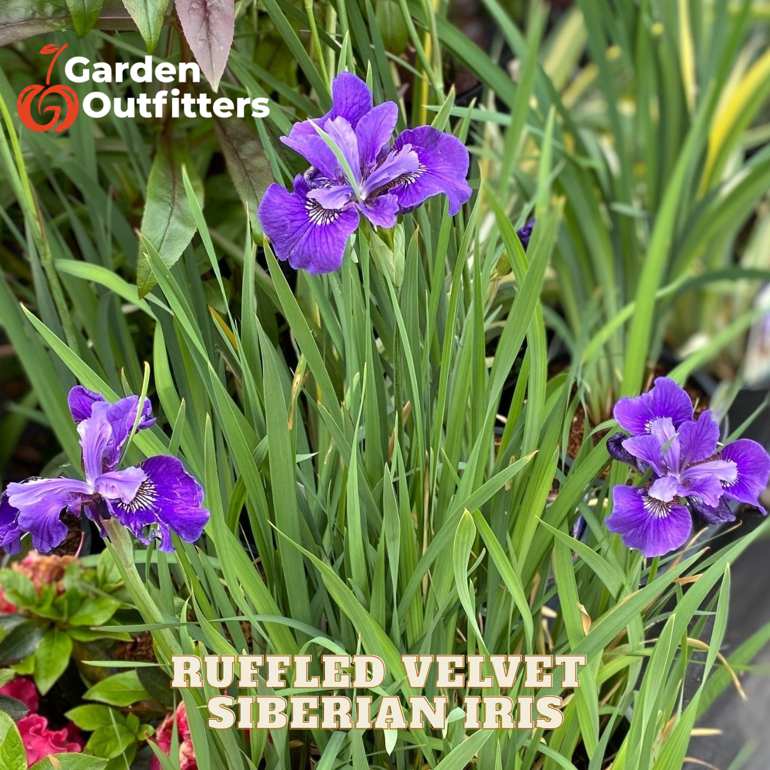 Purple ruffled velvet Siberian iris flowers with long green leaves, shown in a garden-style close-up. Text overlays read 'Garden Outfitters' and 'RUFFLED VELVET SIBERIAN IRIS'.