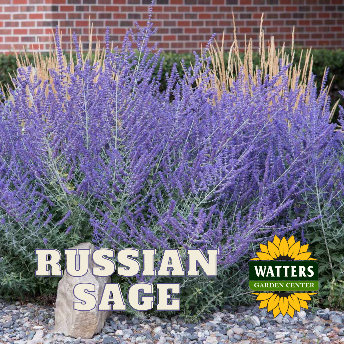 RUSSIAN SAGE 1gal
