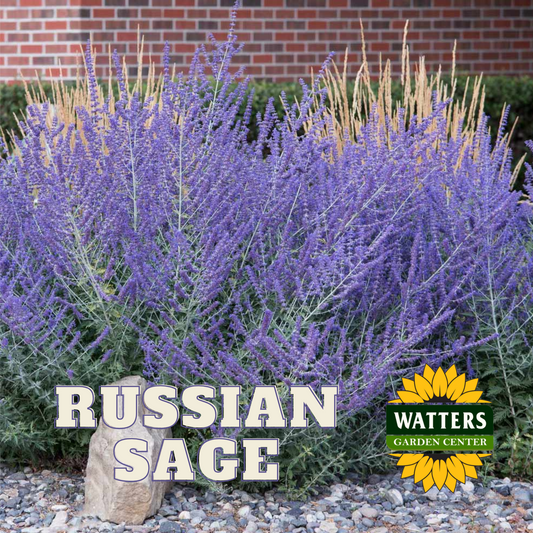 RUSSIAN SAGE 1gal
