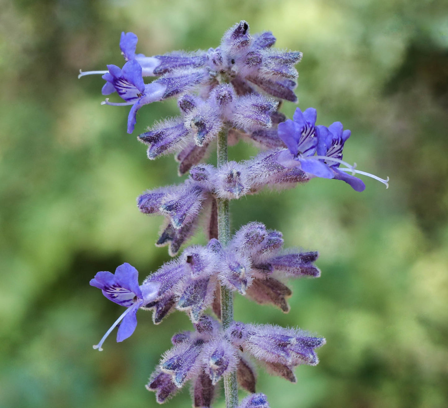 LACEY BLUE RUSSIAN SAGE 1gal