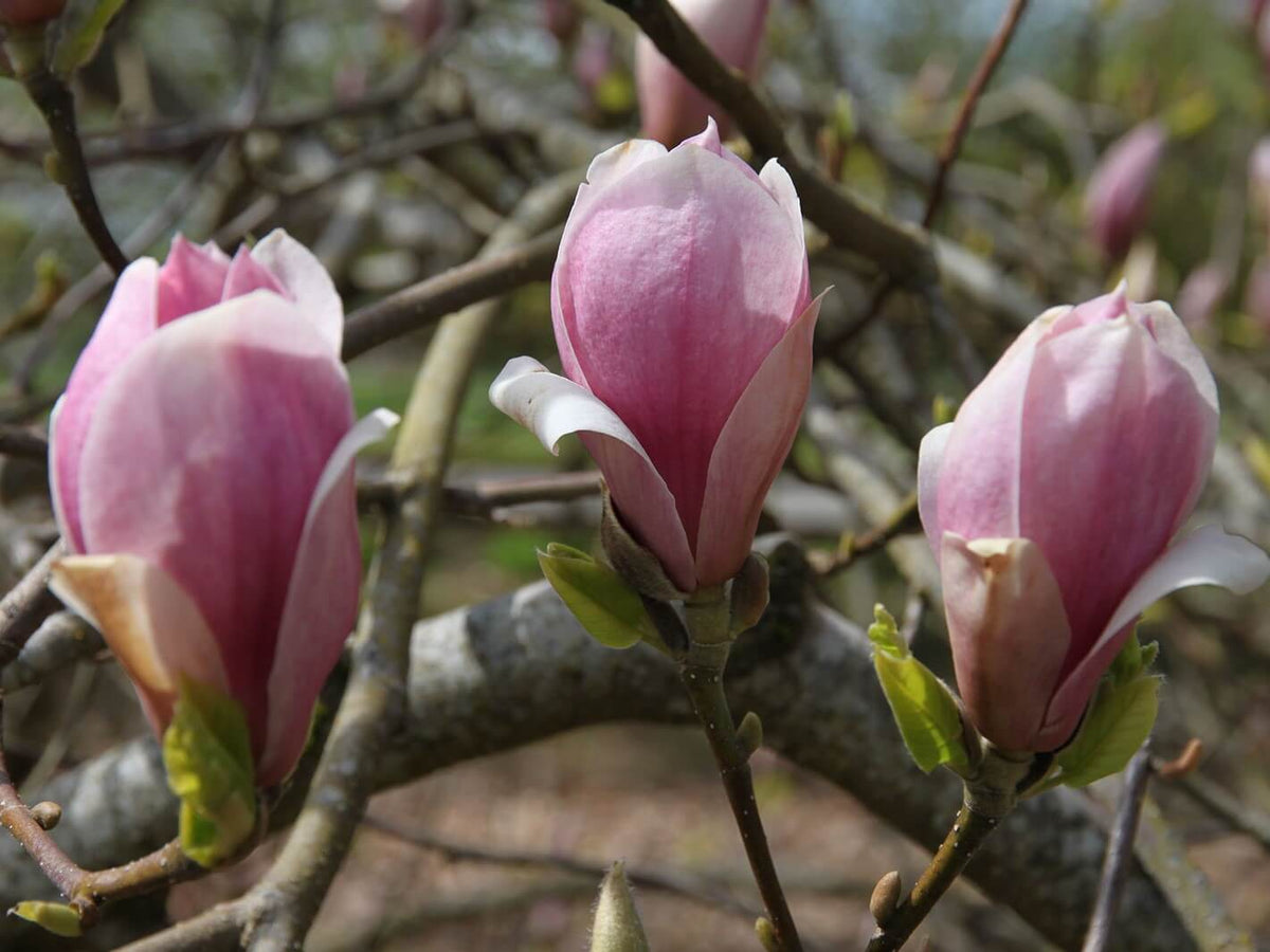 RUSTICA RUBRA MAGNOLIA TREE 7gal