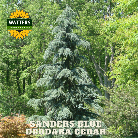 SANDERS BLUE DEODARA CEDAR 15gal