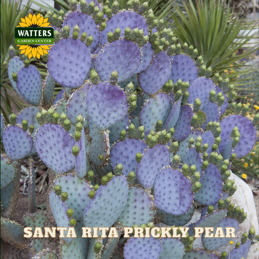 Purple prickly pear cactus with Watters Garden Center logo and text.