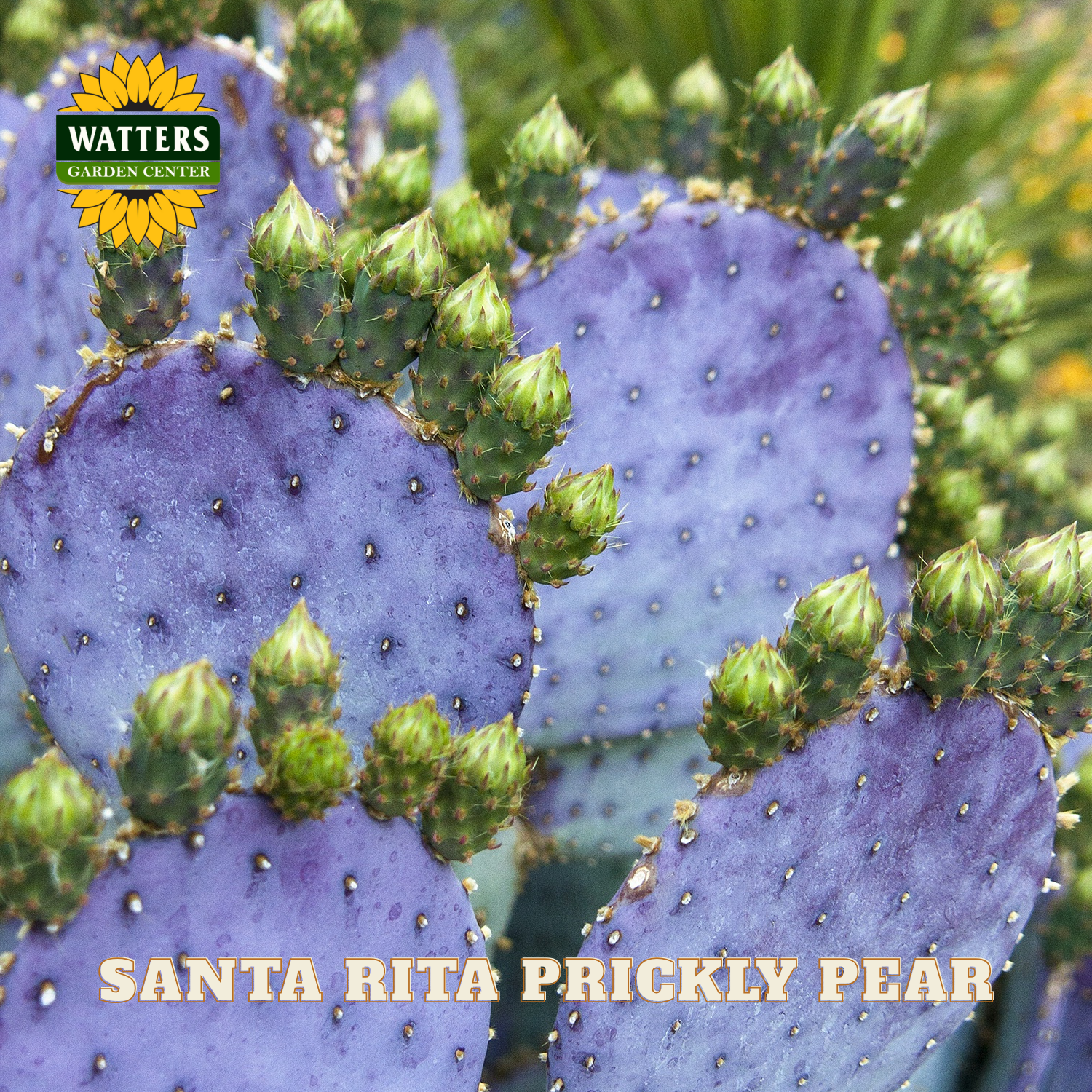 Close-up of Santa Rita Prickly Pear cactus with Watters Garden Center logo.