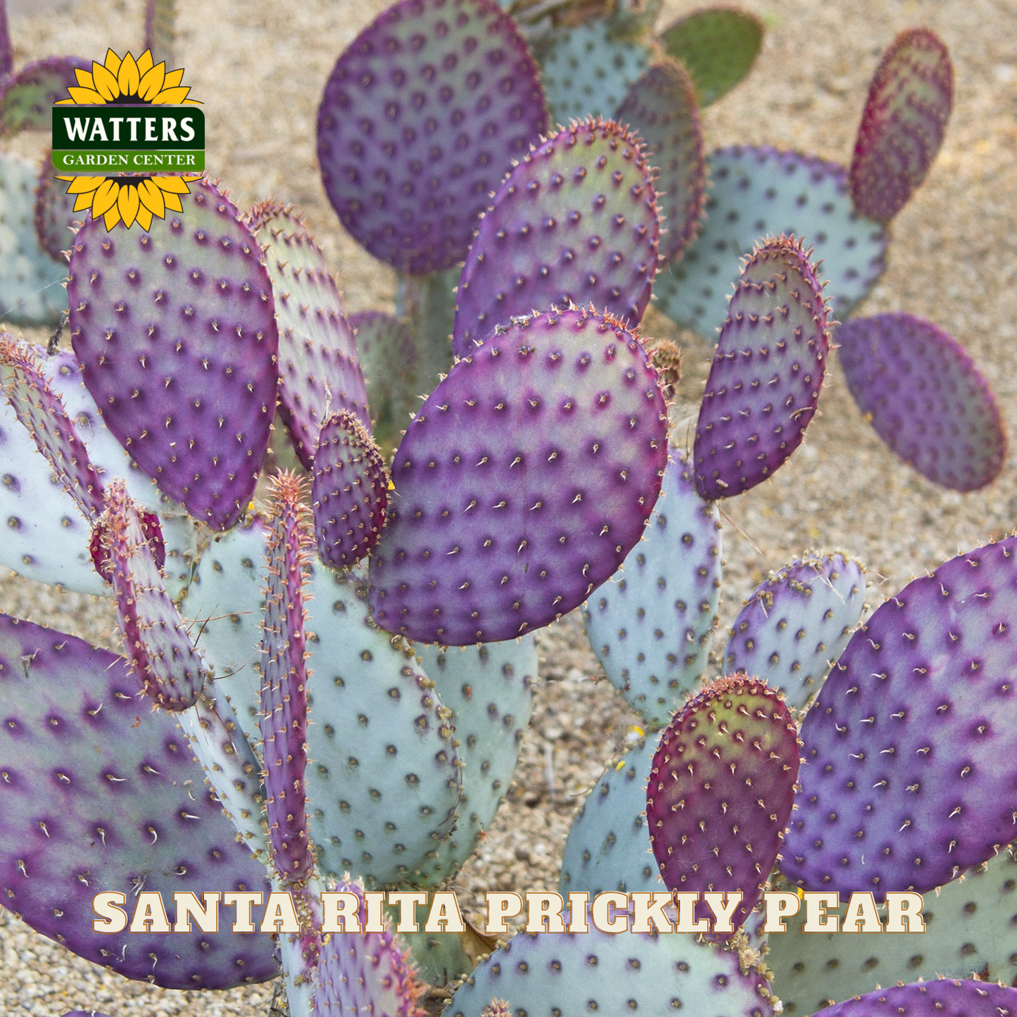 Purple prickly pear cactus with Watters Garden Center logo
