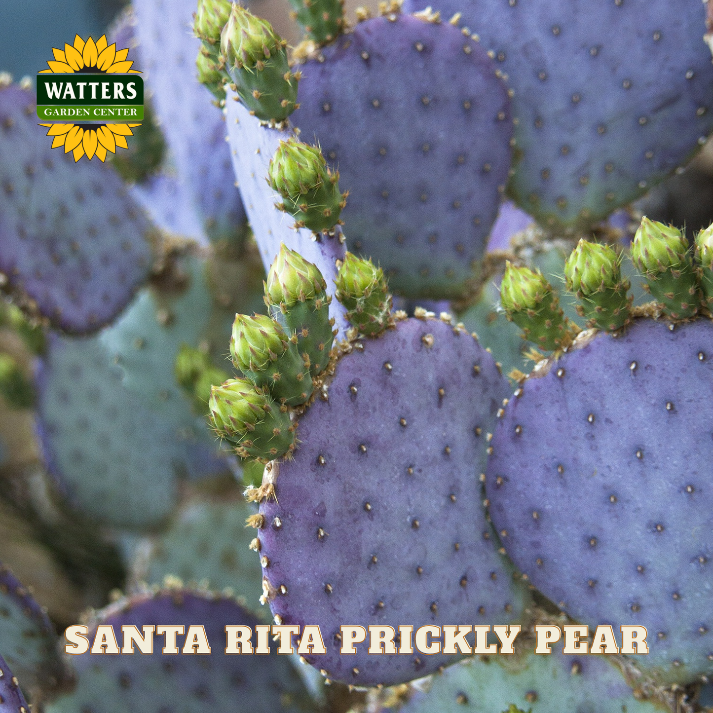 Close-up of Santa Rita Prickly Pear cactus with Watters Garden Center logo.