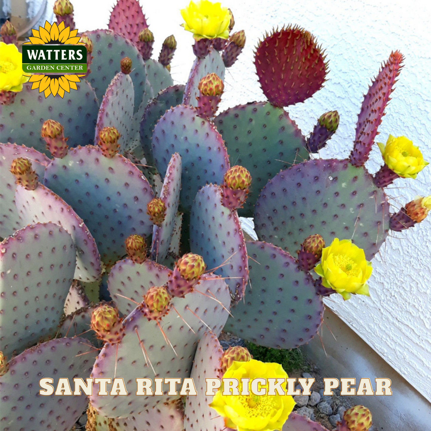 Santa Rita Prickly Pear cactus with yellow flowers and Watters Garden Center logo.