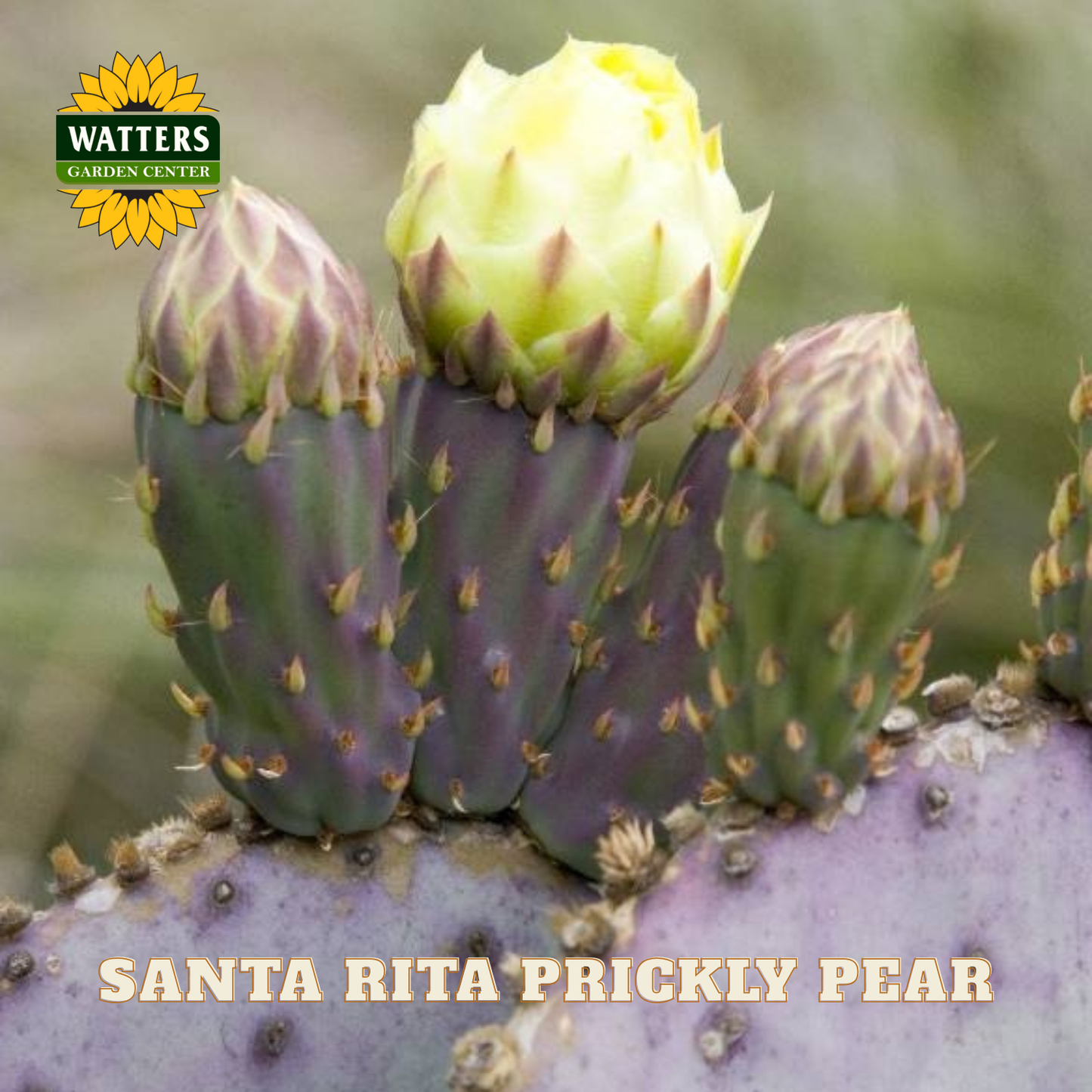 Santa Rita Prickly Pear cactus with buds and flowers, branded with Watters Garden Center.