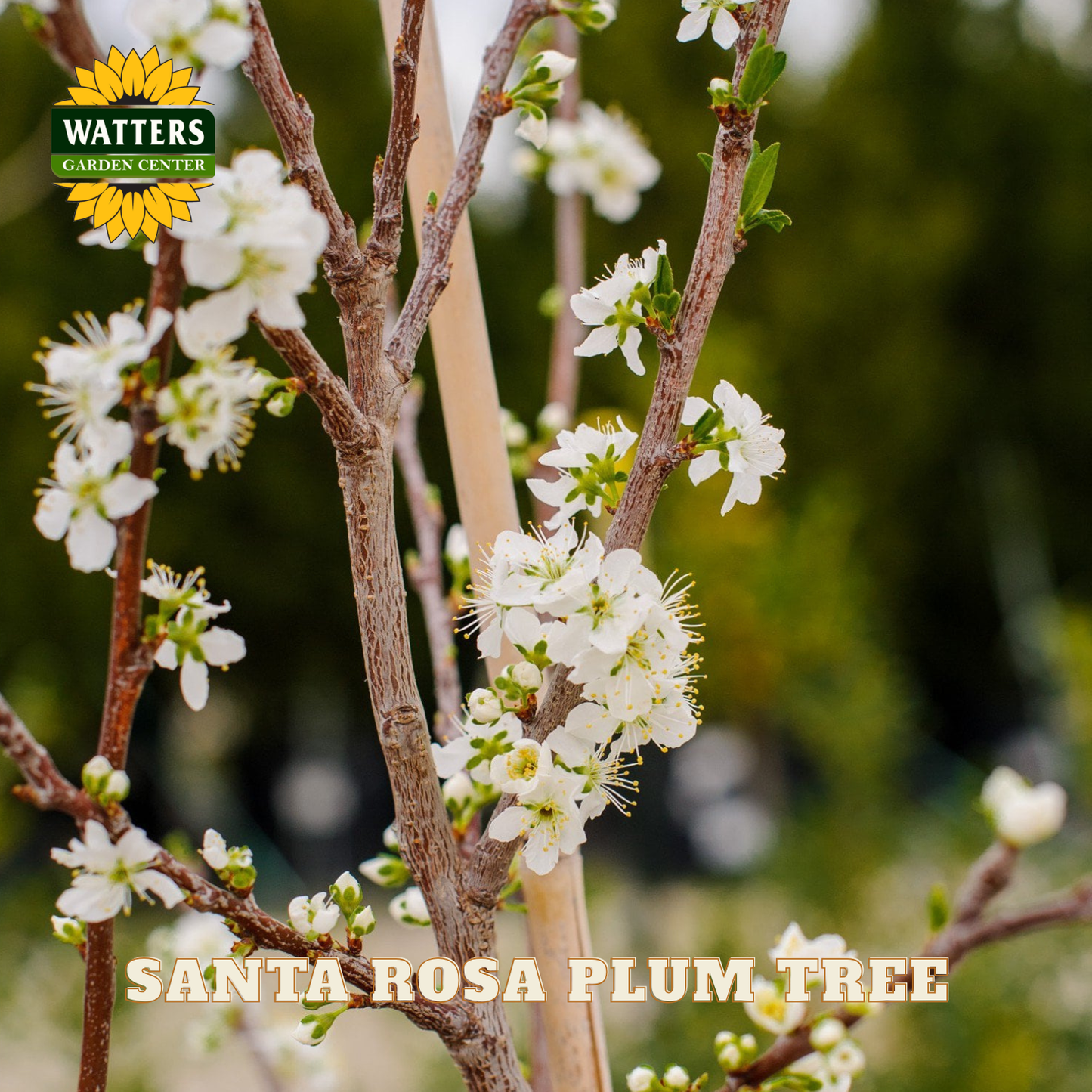 Flowering Santa Rosa plum tree with Watters Garden Center logo.