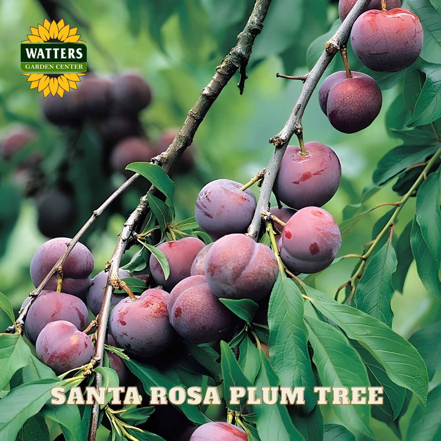Branch of Santa Rosa plum tree with plums and Watters Garden Center logo.