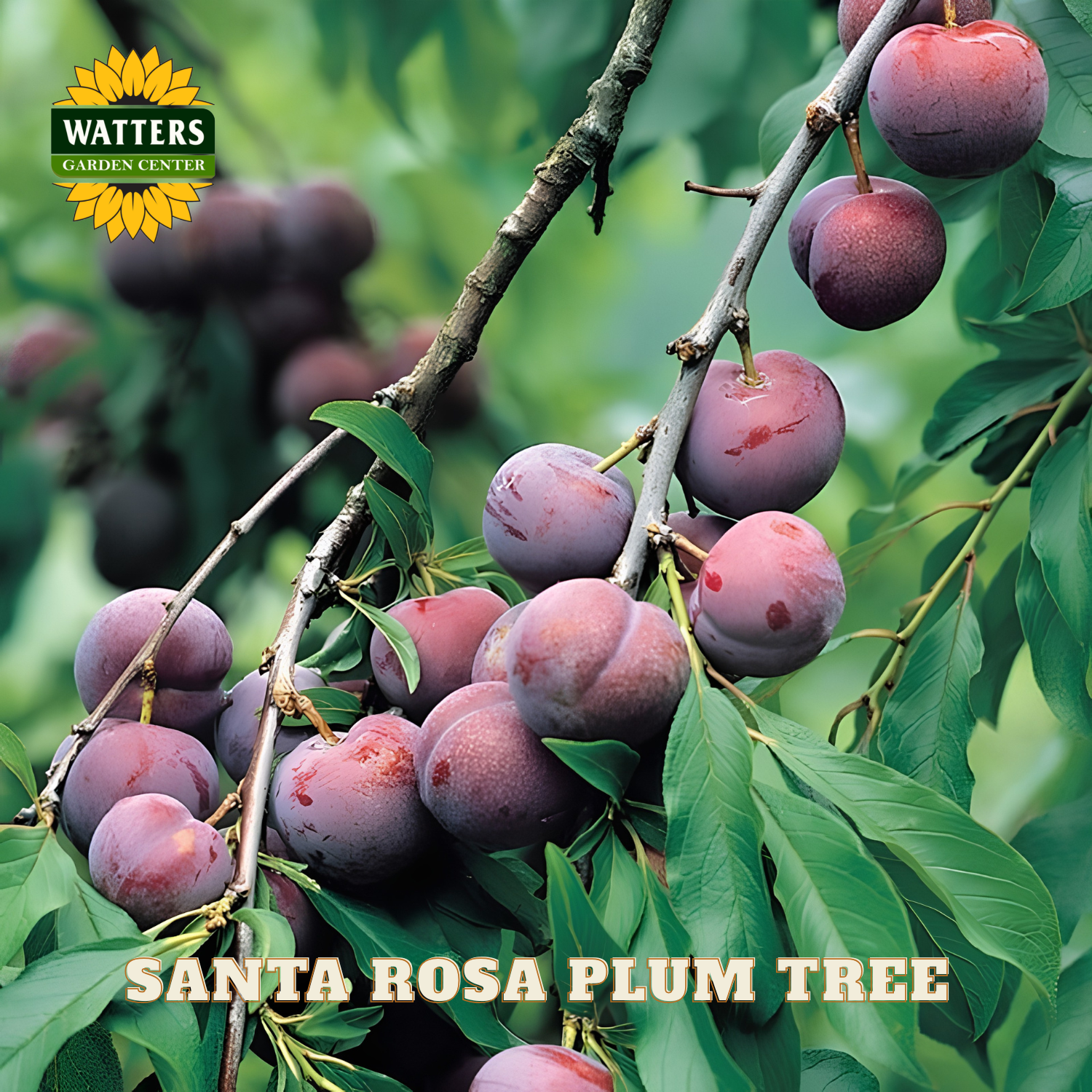 Branch of Santa Rosa plum tree with plums and Watters Garden Center logo.