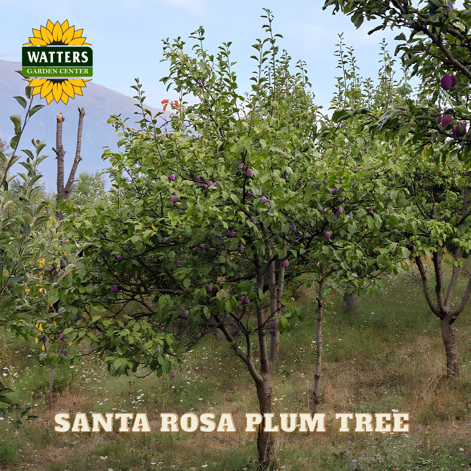 Santa Rosa plum tree with Watters Garden Center branding in an orchard setting.